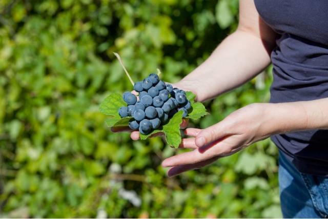 30 лучших столовых, технических и универсальных сортов черного винограда