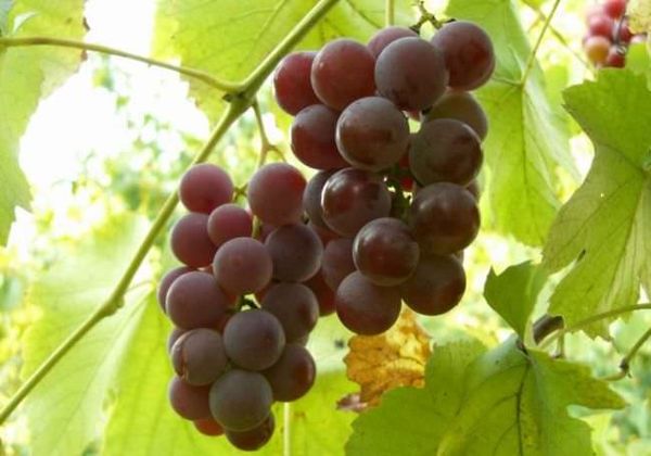 7 главных секретов для успешного выращивания винограда