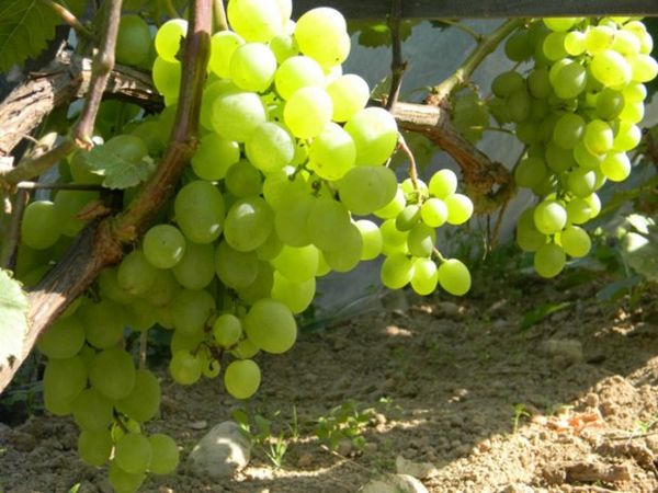 7 главных секретов для успешного выращивания винограда