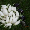 Белые баклажаны со вкусом грибов: особенности агротехники