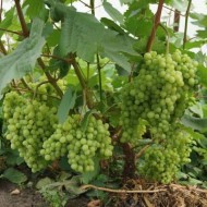 Главные правила агротехники высокоурожайного винограда Алешенькин