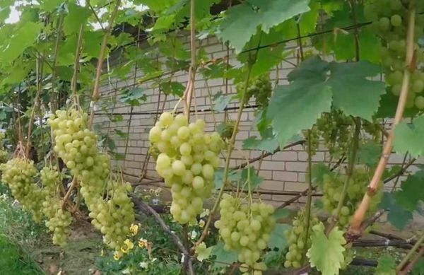 Главные правила агротехники высокоурожайного винограда Алешенькин