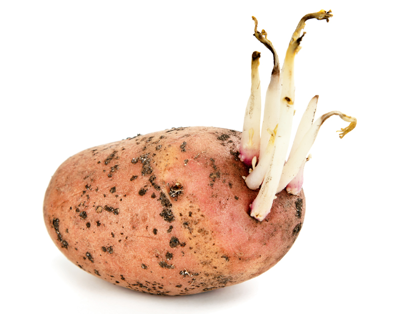 Как правильно сажать картошку, чтобы получить хороший урожай?