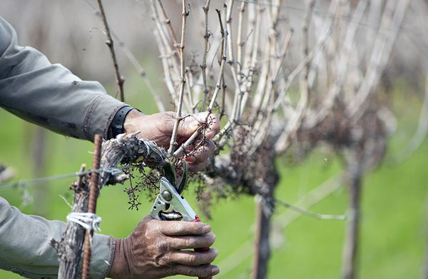 Как провести обрезку винограда и получить богатый урожай