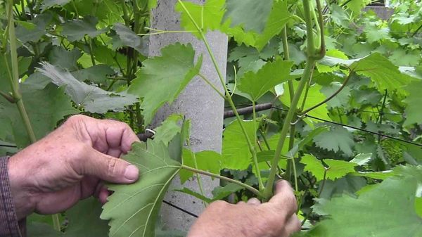 Как проводить чеканку винограда и другие зеленые операции