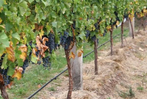 Как сделать опору и стойку для винограда своими руками