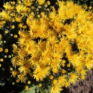 Как ухаживать за шаровидной хризантемой мультифлора: полезные советы