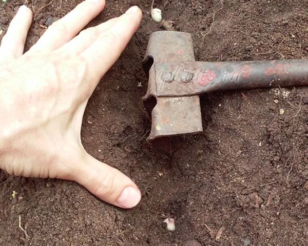 Как вырастить чеснок из посадочных бульбочек