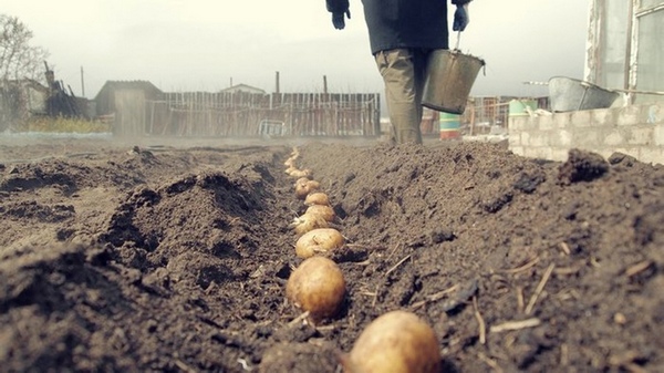 Как вырастить хороший урожай картофеля: проверенные способы