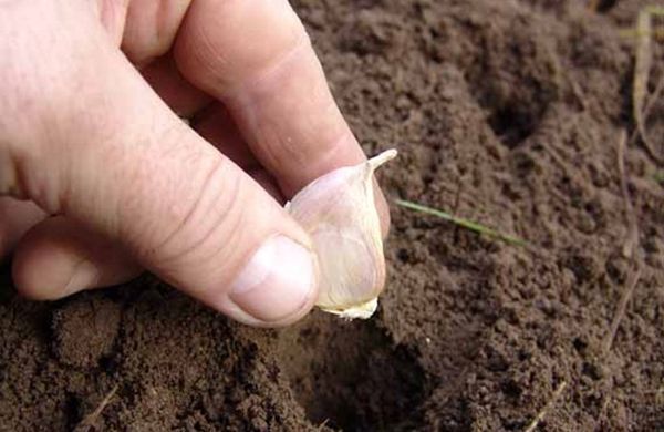Как вырастить урожай крупного чеснока на огороде