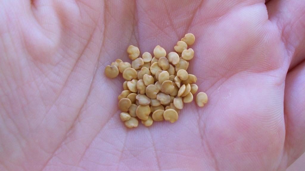 Как замочить семена баклажан: обеззараживание и стимуляция