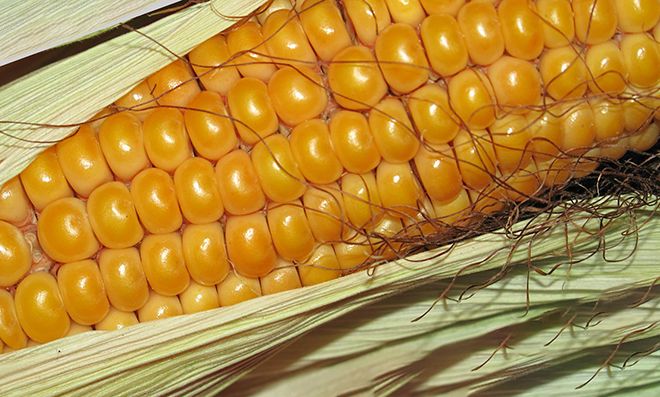Кукуруза это овощ или фрукт, биологическое описание и происхождение