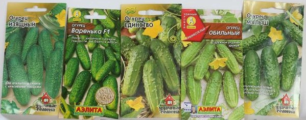 Лучшие сорта огурцов для выращивания в Ленинградской области