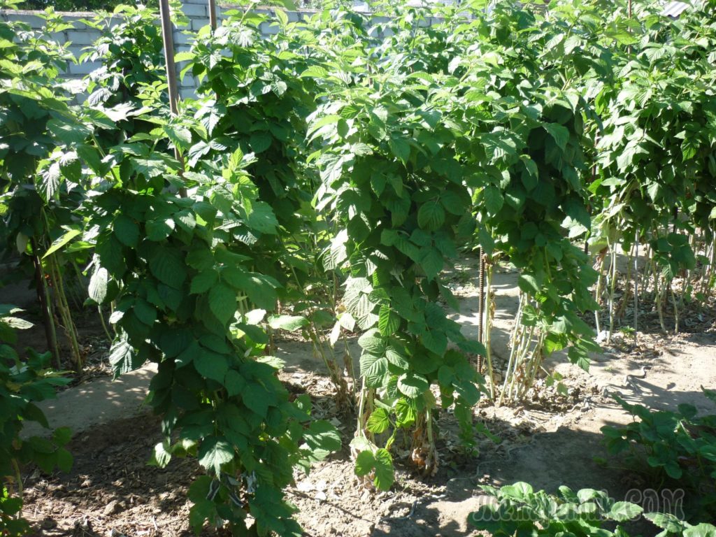 Малина «Джоан Джей»: описание и преимущества выращивания сорта