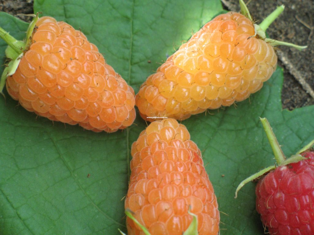Малина “Оранжевое чудо” – природная конфетка
