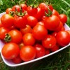 На каком расстоянии правильно сажать помидоры