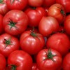 На каком расстоянии правильно сажать помидоры