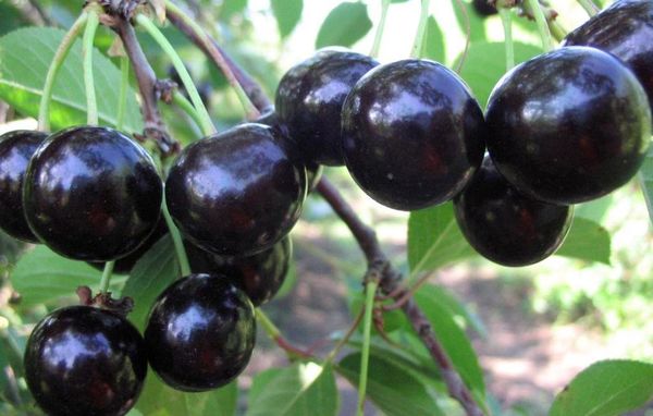 Описание и характеристика черных сортов вишни