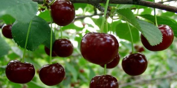 Описание и характеристика черных сортов вишни