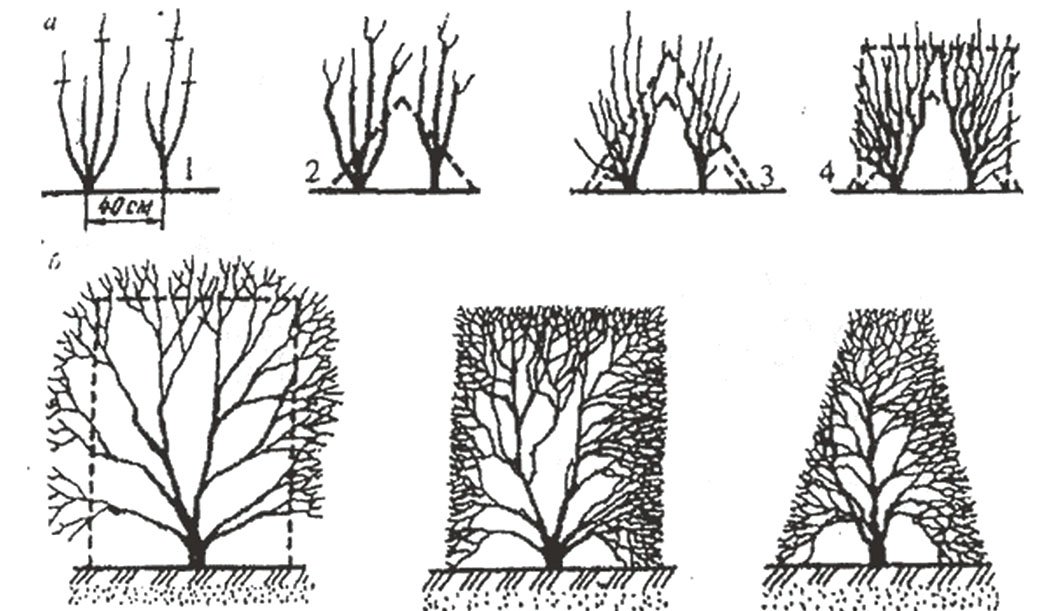 Описание и использование в садовых композициях бересклета европейского