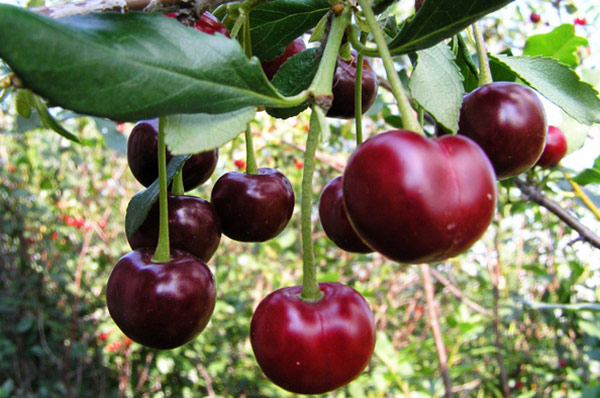 Описание крупноплодного сорта вишни Подбельская