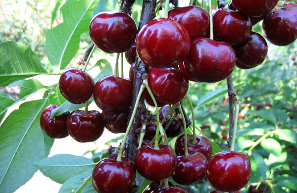 Описание крупноплодного сорта вишни Подбельская