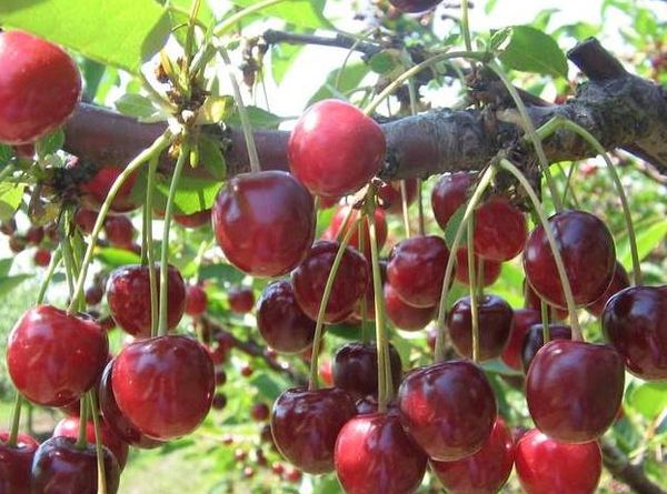 Описание крупноплодной вишни сорта Маяк