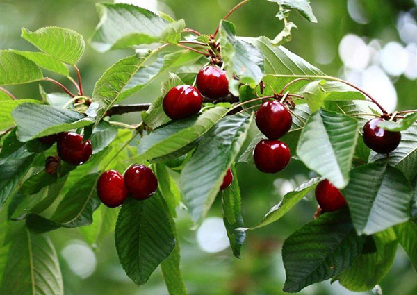 Описание плодов и морозостойкого дерева вишни Радонеж