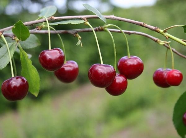Описание самоплодного сорта обыкновенной вишни Ассоль