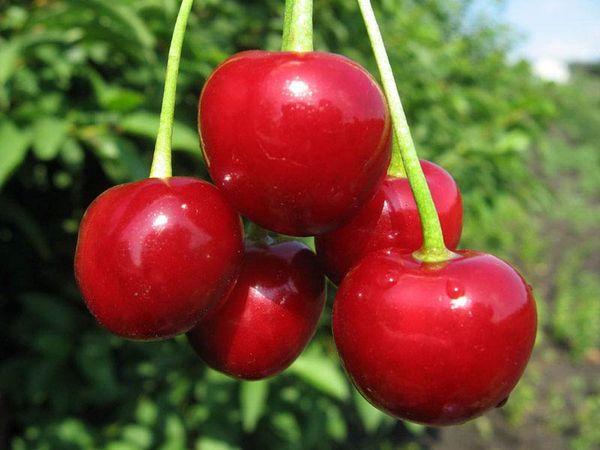 Описание самоплодной вишни сорта Загорьевская
