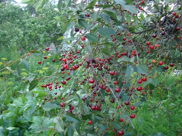 Описание среднеспелого сорта вишни Владимирская