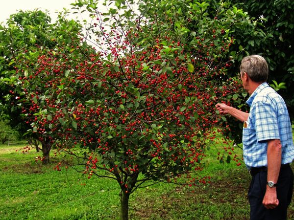 Описание среднеспелого сорта вишни Владимирская