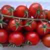 Особенности подкормки томатов золой: проверенные способы