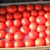 Особенности подкормки томатов золой: проверенные способы