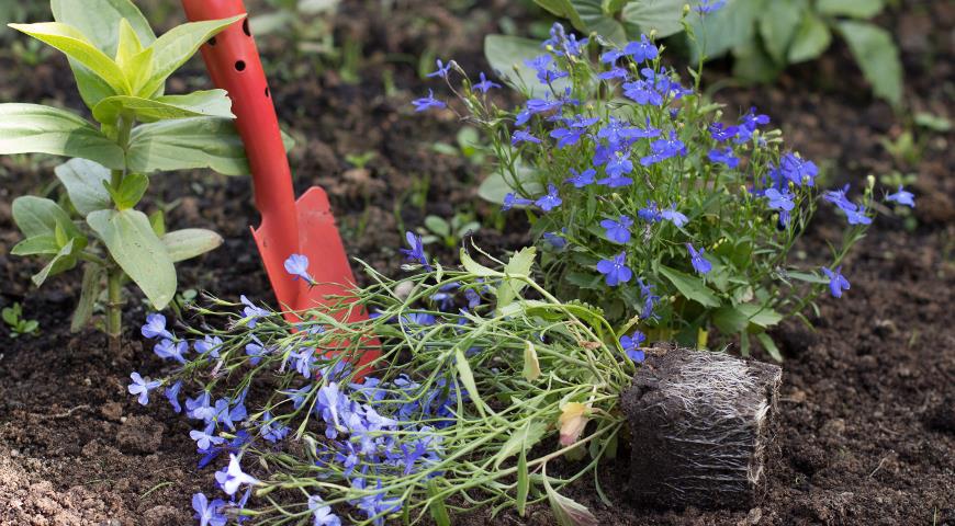 Особенности выращивания и применения лобелии ампельной в дизайне сада
