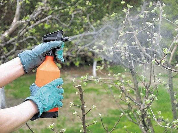 Правила обработки яблони от болезней и вредителей мочевиной весной