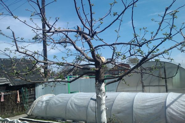 Правильная обрезка саженцев яблони весной после посадки