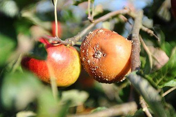 Причины появления и лечение монилиоза яблони