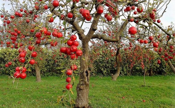 Признаки и лечение лишайника на яблоне
