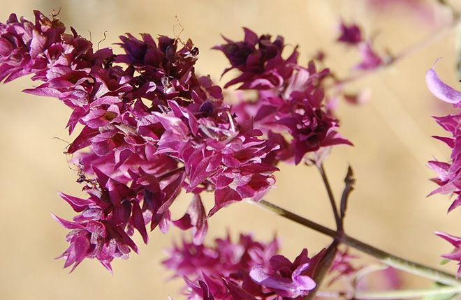 Шалфей плюмоза (сальвия дубравная): фото и описание растения, зимостойкость