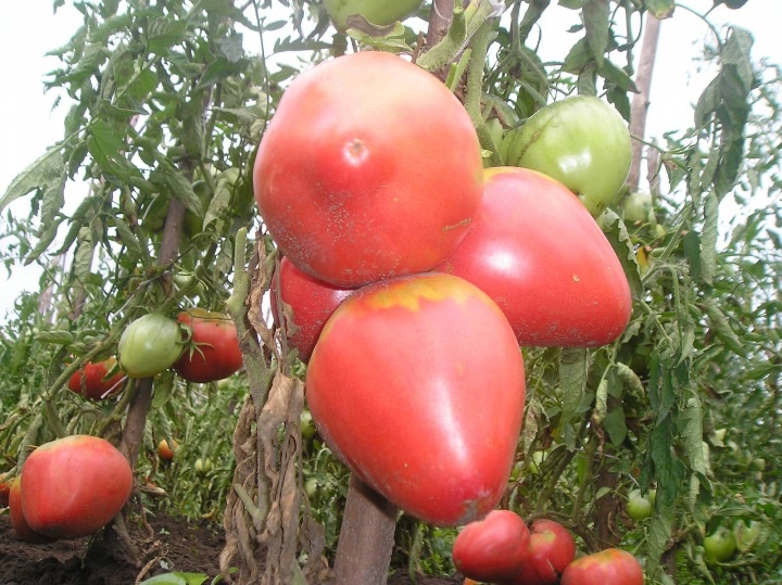 Сладкие сорта томатов – подробный обзор сортов