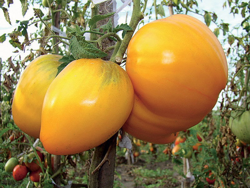 Сладкий помидор в вашем саду – томат “Медовый”