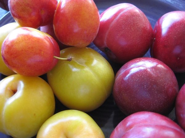 В чем разница между алычой и сливой и какой плод вкуснее