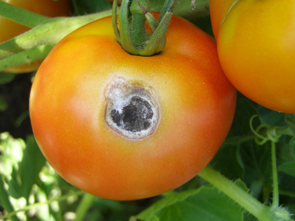 Вредители томатов и эффективные способы борьбы с ними