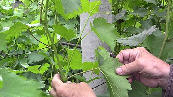 Все необходимые процедуры и полноценный уход за виноградом летом