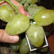 Выращиваем столовый сорт винограда Монарх: практические советы