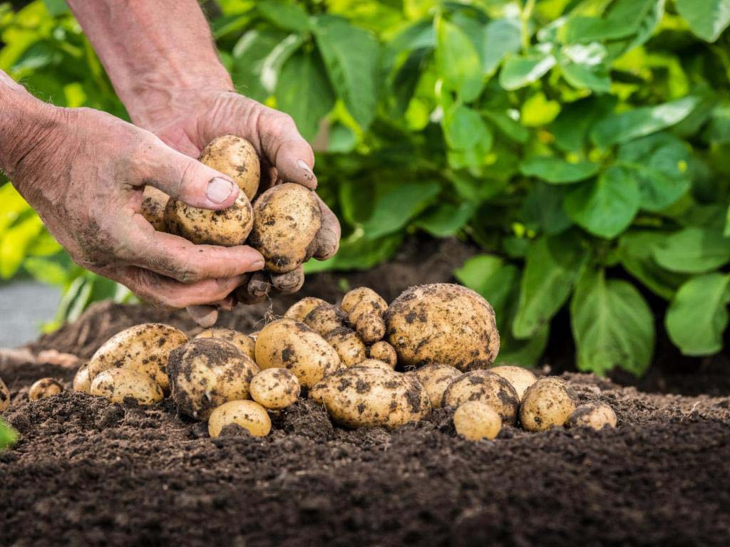 Жизнь после картофеля: что посадить?