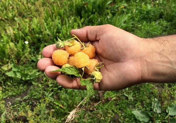 Жёлтая малина — выращивание и уход