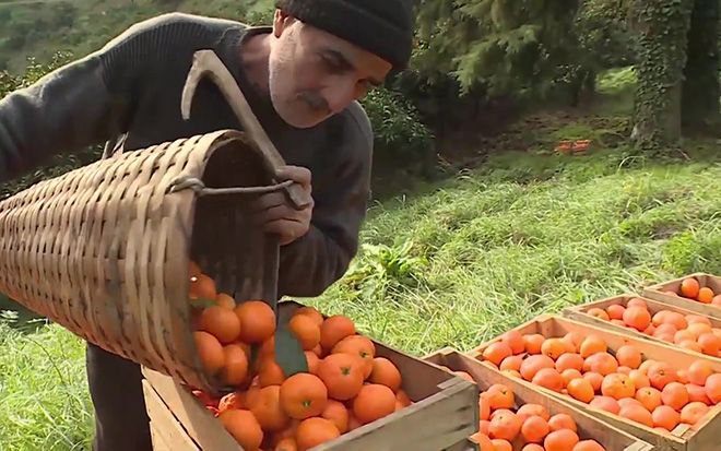 Абхазские мандарины: фото, как отличить от других, когда созревают и как растут