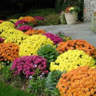 Инструкция садоводу: как вырастить на даче шаровидную хризантему